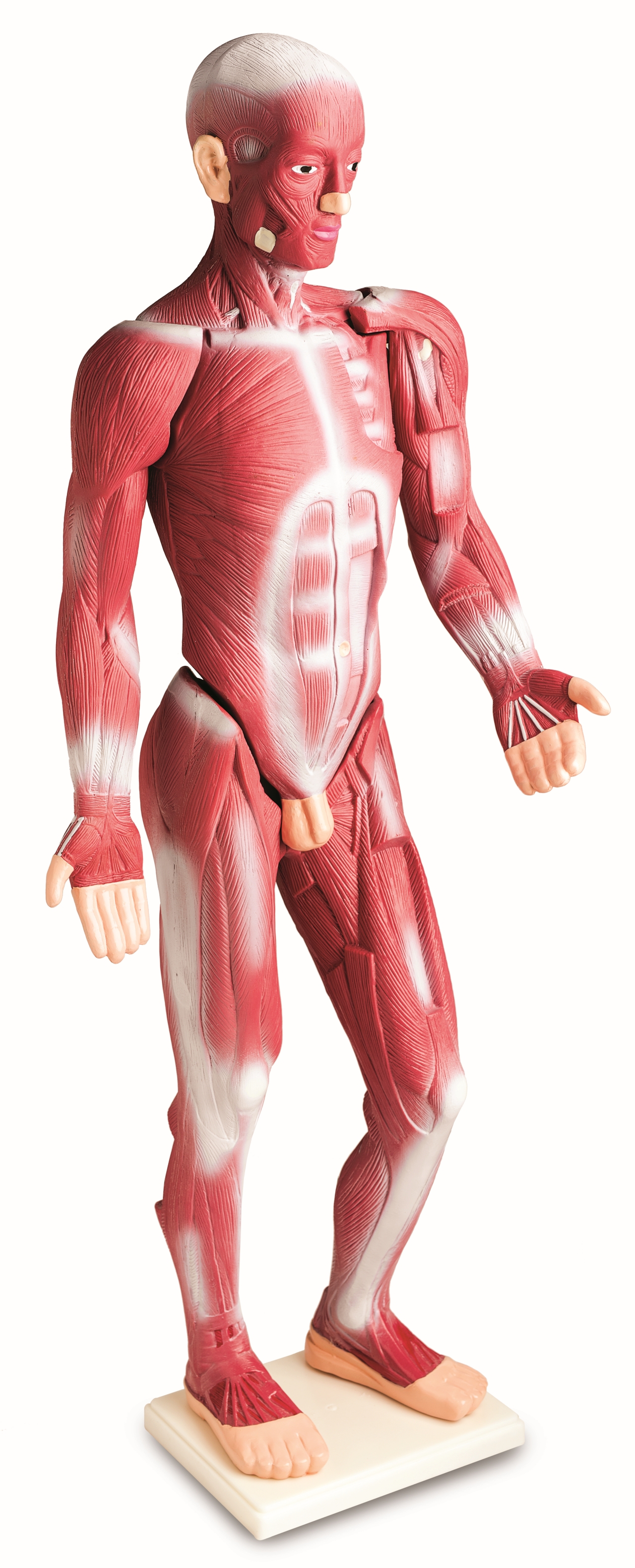 Muschii corpului uman