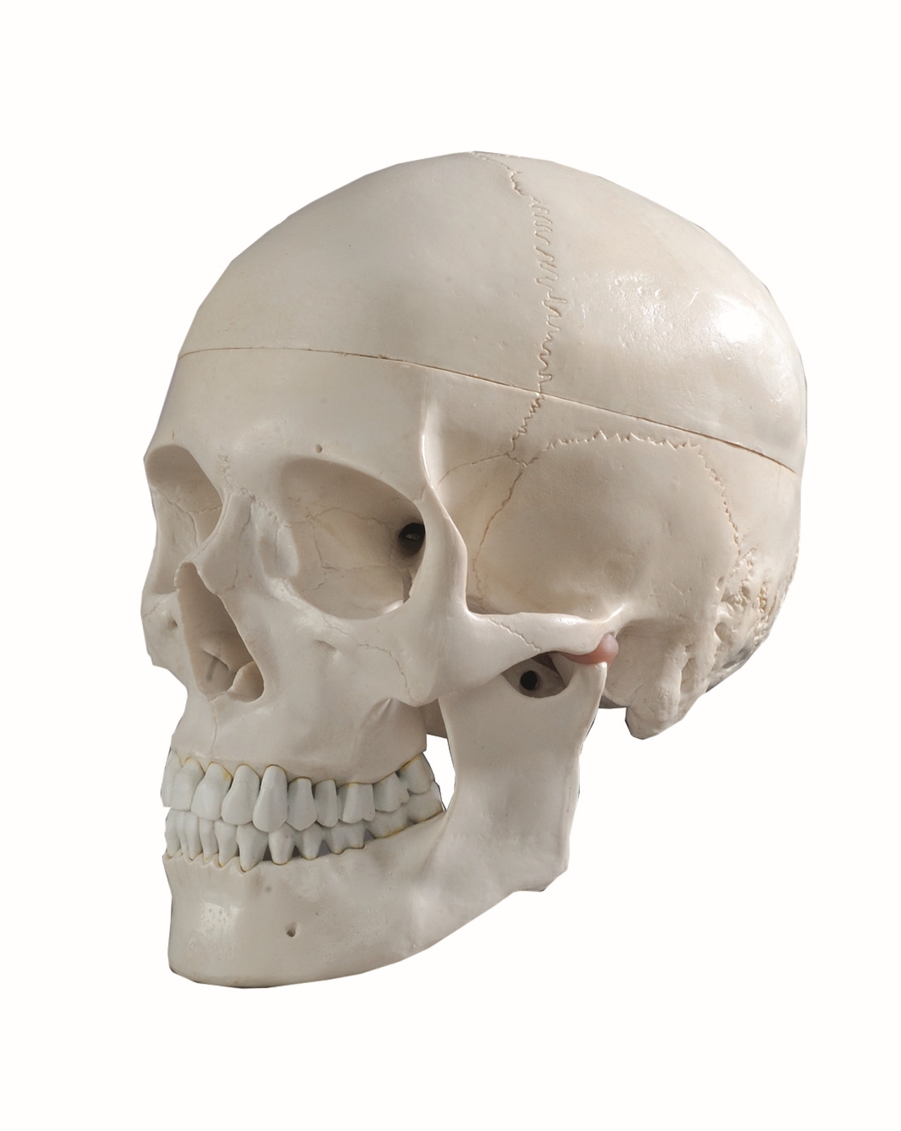 Craniu - model anatomic din plastic 22 x 14 x 16 cm