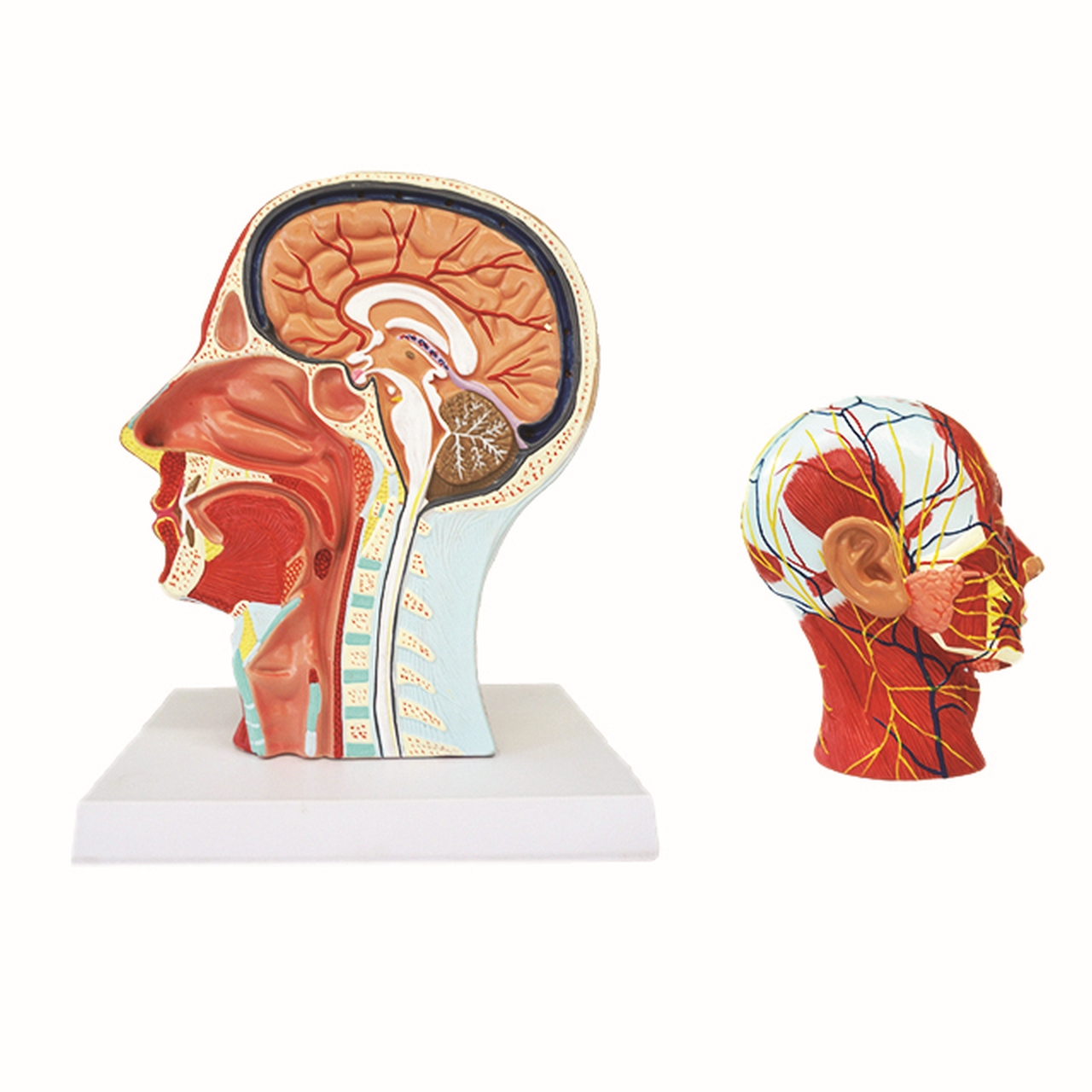 Sectiunea capului cu sistemul muscular si vascular-nervos, 27 x 10 x 22 cm