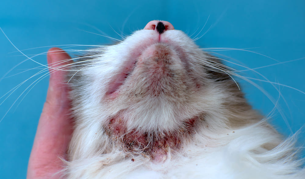 Cauzele principale ale bolii de piele la pisici