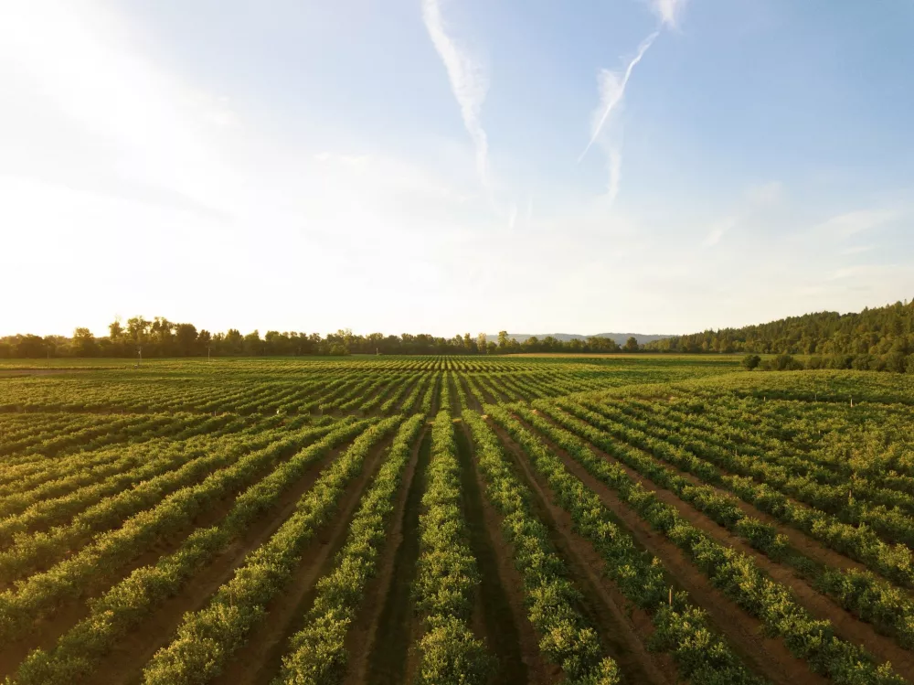 Fertilizarea foliară - Ajutor important pentru dezvoltarea optimă a plantelor