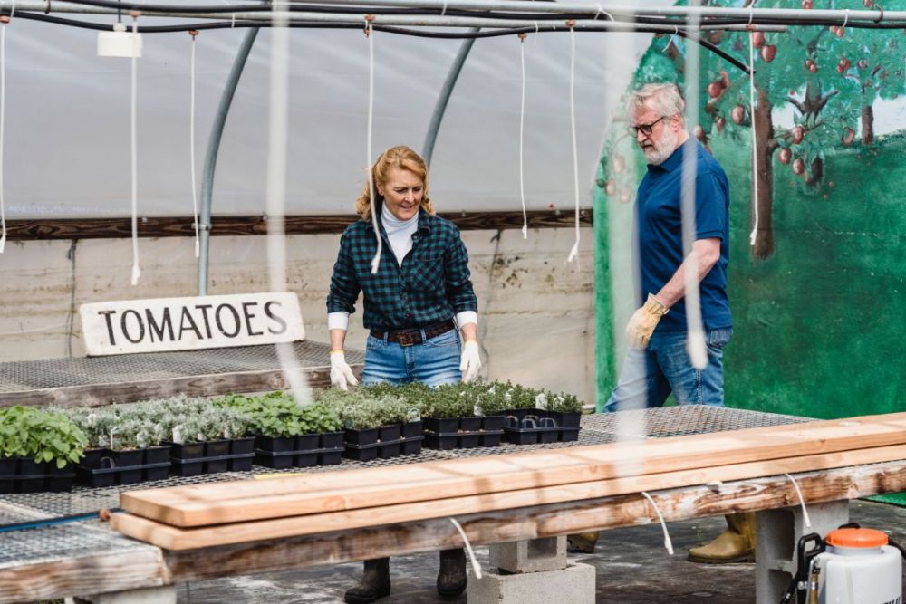 Legume în solar iarna - culturi de iarnă în solar, cum se pregătește solarul, temperatura optimă și cum se menține aceasta în sezonul rece