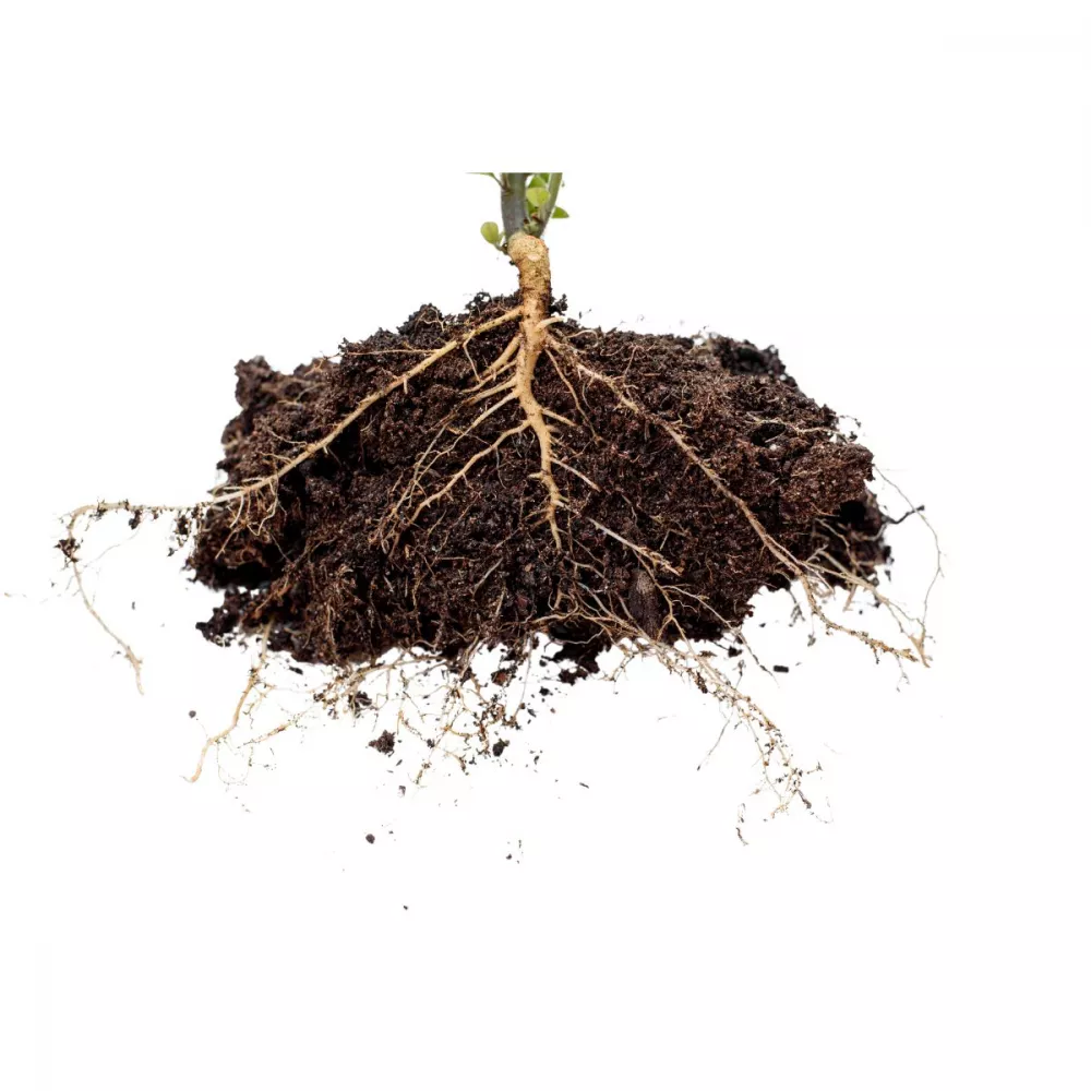 Tratamentul radicular, esențial la plantarea pomilor și arbuștilor fructiferi