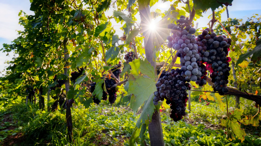 APLICAREA DE FERTILIZANȚI FOLIARI ȘI BIOSTIMULATORI LA VIȚA DE VIE