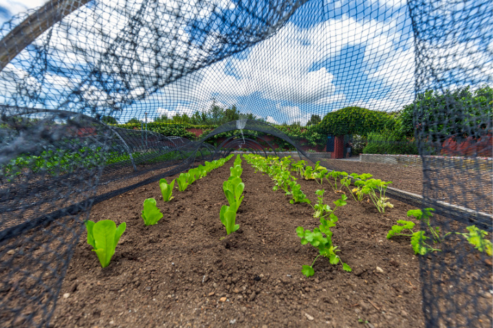 Tratamente și Nutriție pentru Legume în Faza de Creștere Intensivă