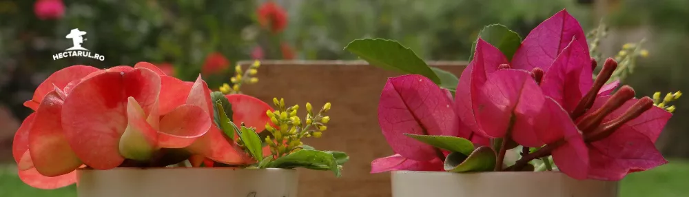 Nevoile unei plante in ghiveci. Partea II. Lumina, temperatura si nutrientii