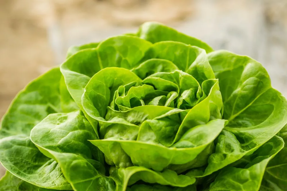 Cultivarea salatei - informații despre plantare, condiții optime de îngrijire și recoltare