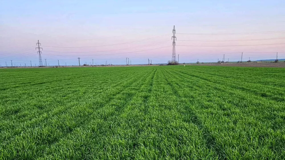 Aplicarea biostimulatorilor pe baza de aminoacizi si a fertilizantilor foliari cu azot la culturile de cereale