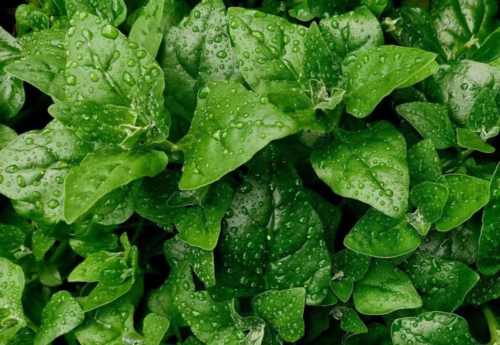 Cultivarea spanacului - ghid util pentru plantare, îngrijire și recoltare