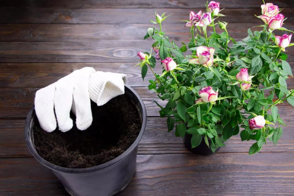 Plantarea florilor în ghiveci - flori rezistente la soare în ghiveci + alte tipuri și sfaturi pentru plantarea corectă
