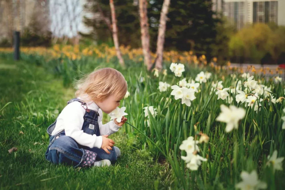 Tipuri de flori de grădină ușor de întreținut - condiții optime de dezvoltare și sfaturi pentru floricultori