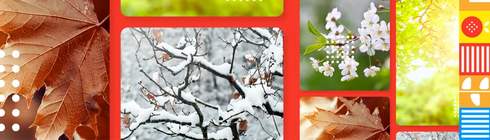 Plante anuale, bienale sau perene? Ce și cum alegem pentru grădina de acasă?