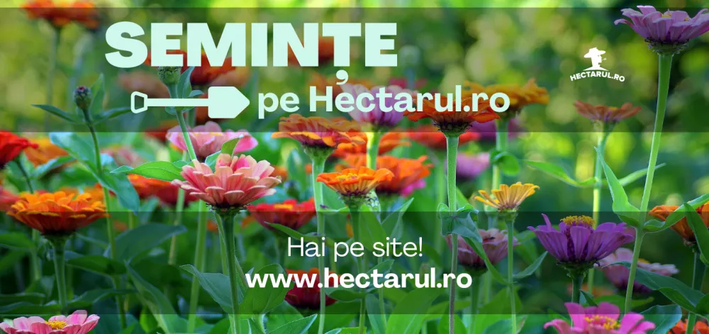 Semănarea semințelor de legume și plante aromatice
