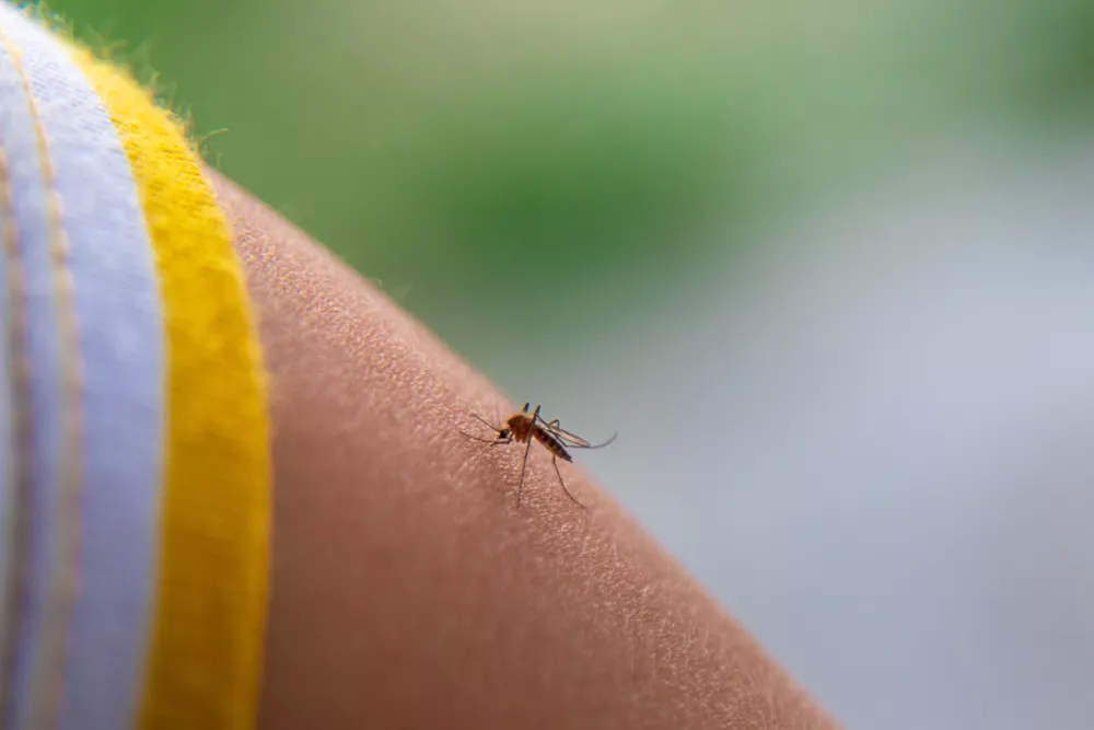 Mușcături de țânțari și insecte la bebeluși: cum protejezi pielea delicată vara