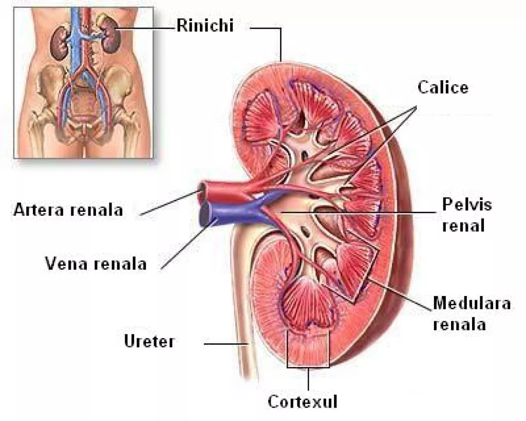 Rinichii au functii extrem de importante