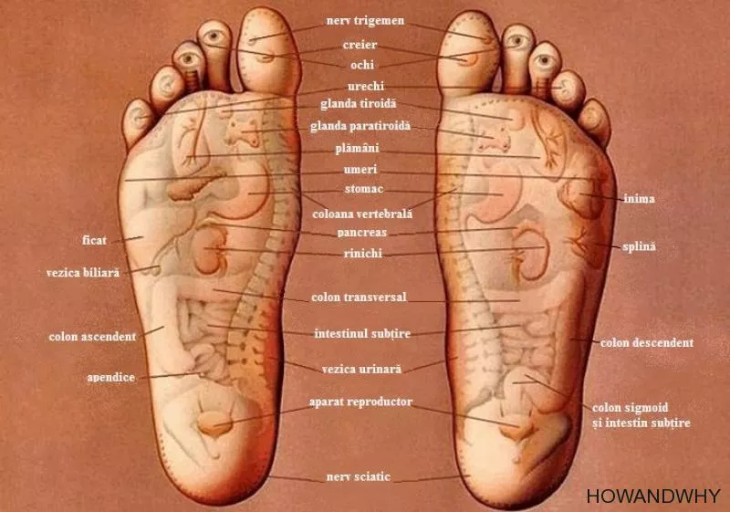 Talpa piciorului  și organele interne