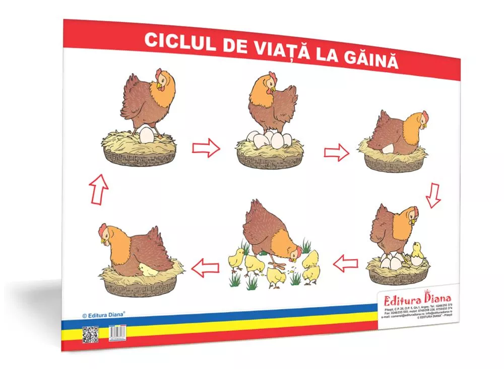 Ciclul de viață la găină - planșă 50x70 - Proiecte Tematice