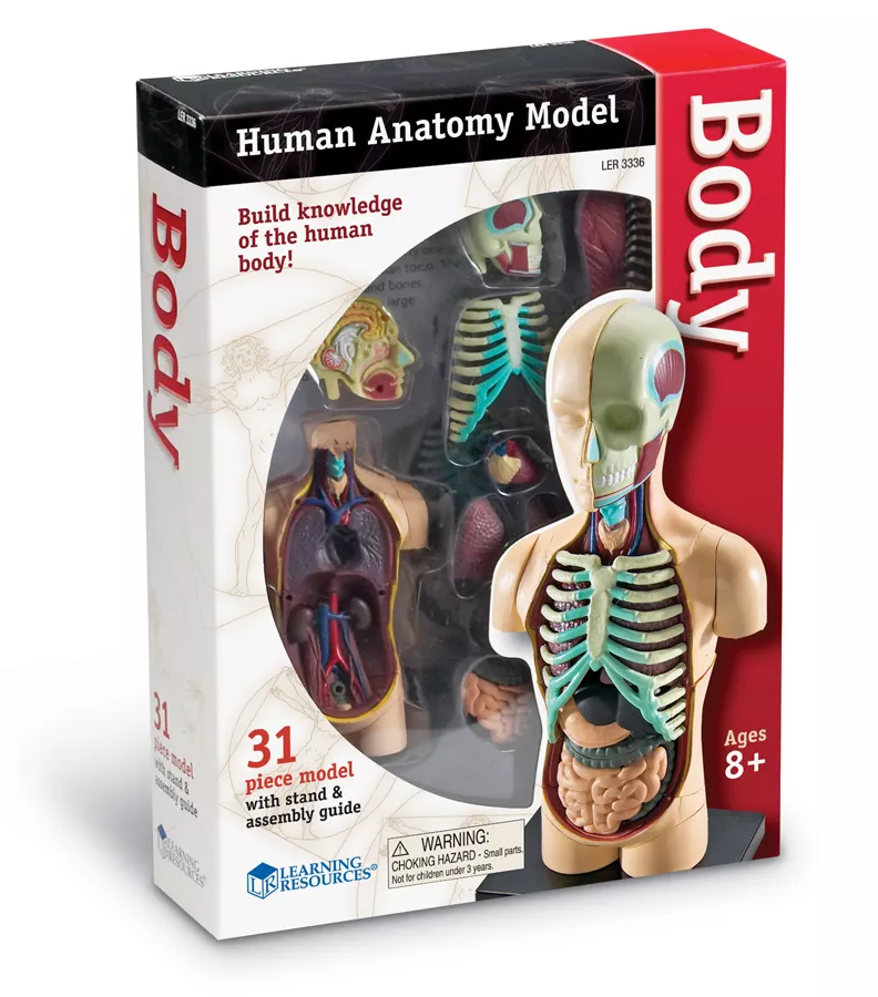 Corpul uman - Machetă cu 31 de piese