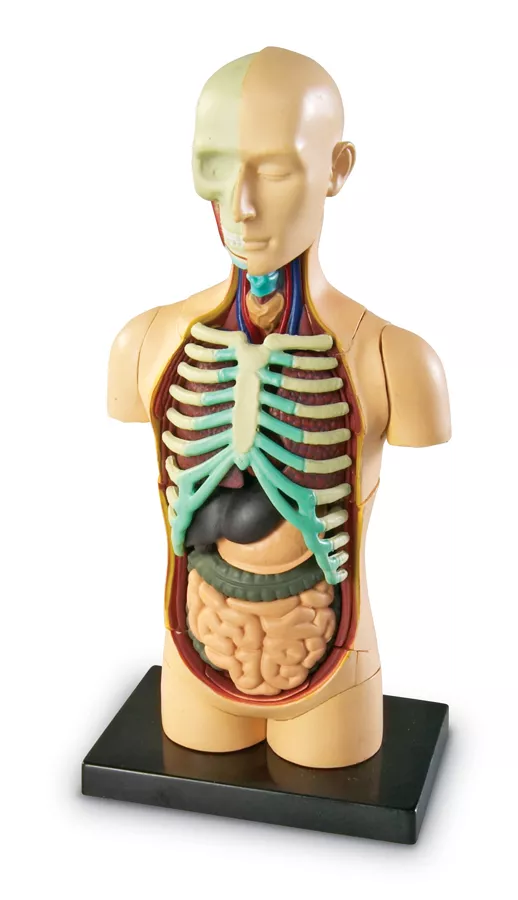 Corpul uman - Machetă cu 31 de piese