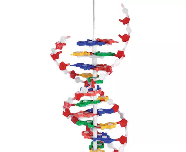 Machetă - Spirala ADN