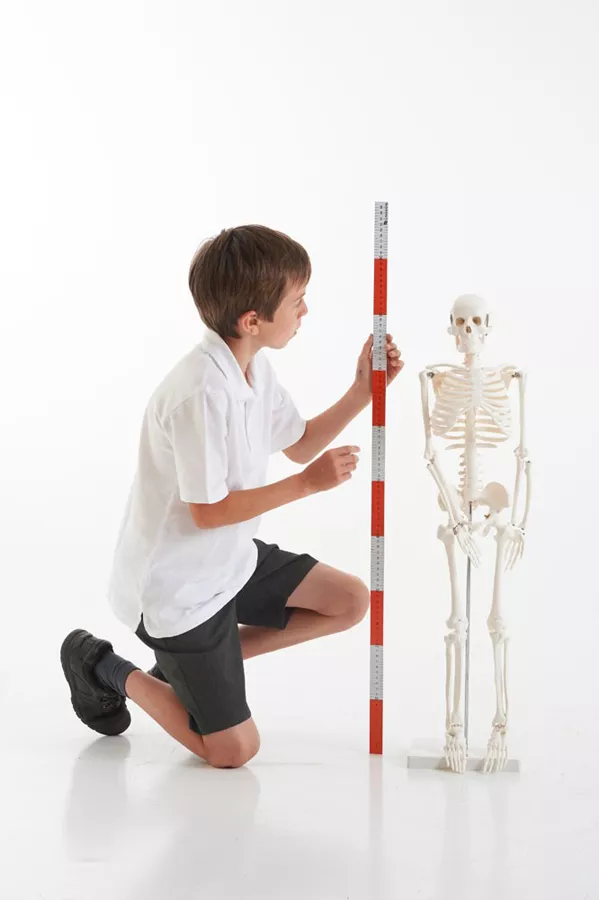 Mini schelet uman