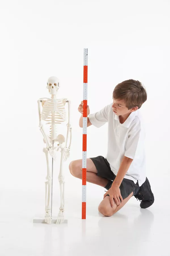 Mini schelet uman
