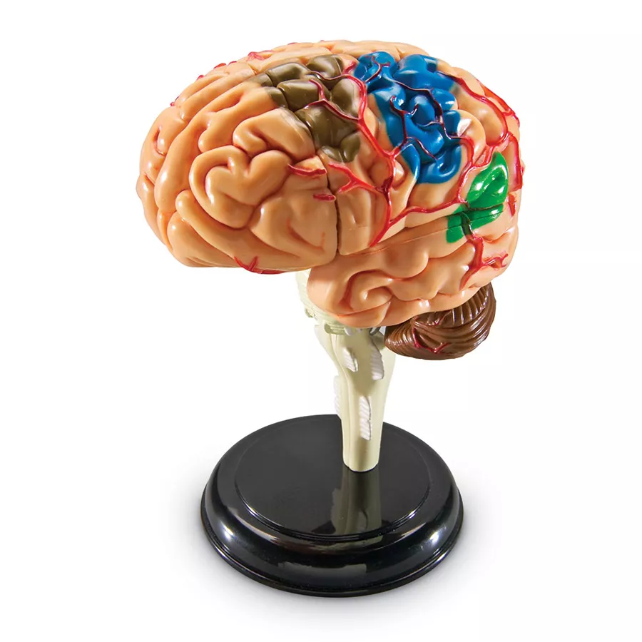 Model anatomic - Creierul uman