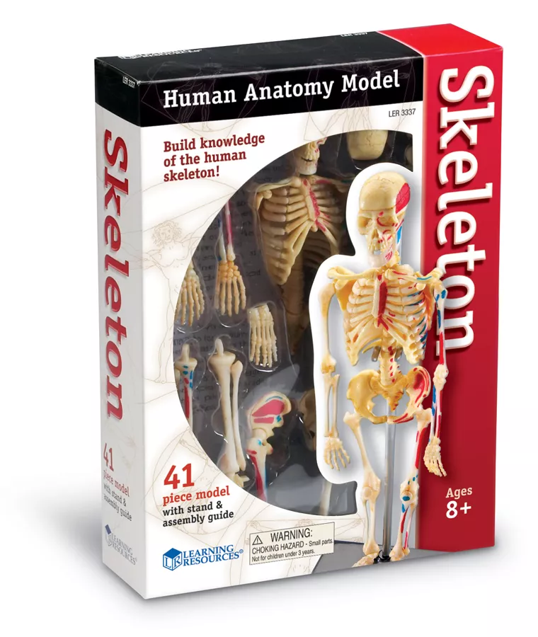 Model anatomic - Schelet uman