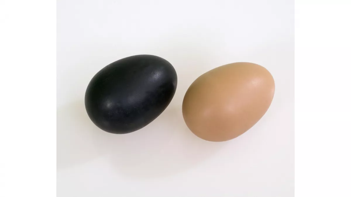 Set de 6 maracas colorate în formă de ou