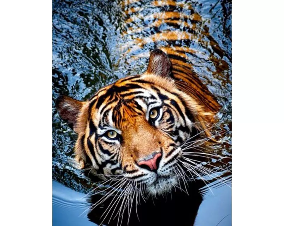 Tablou cu diamante  - Tigru în apă