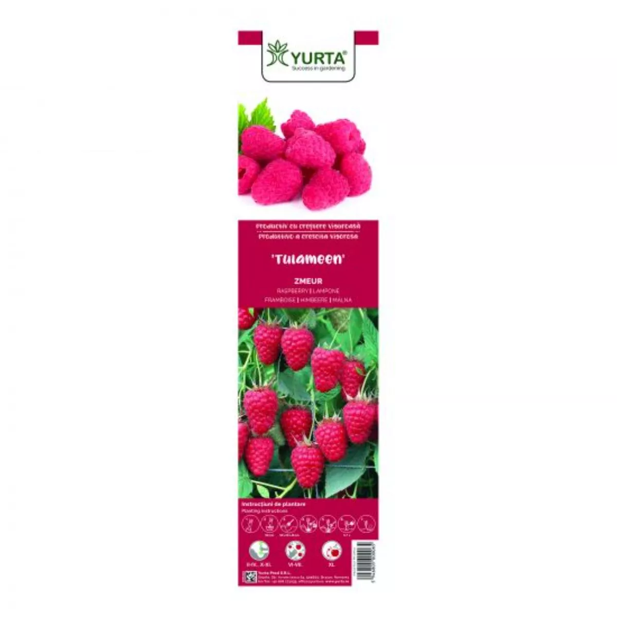 Arbust fructifer - Zmeur rosu fruct mare Yurta 1