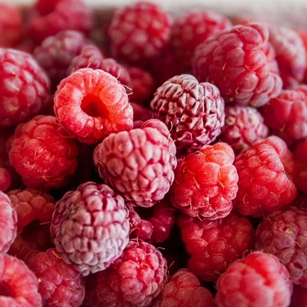 Arbust fructifer - Zmeur rosu fruct mare Yurta 2