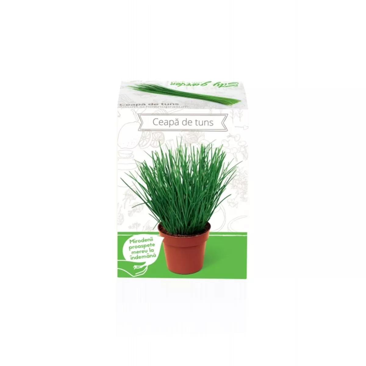 Kit Plante Aromatice Ceapa de tuns 1