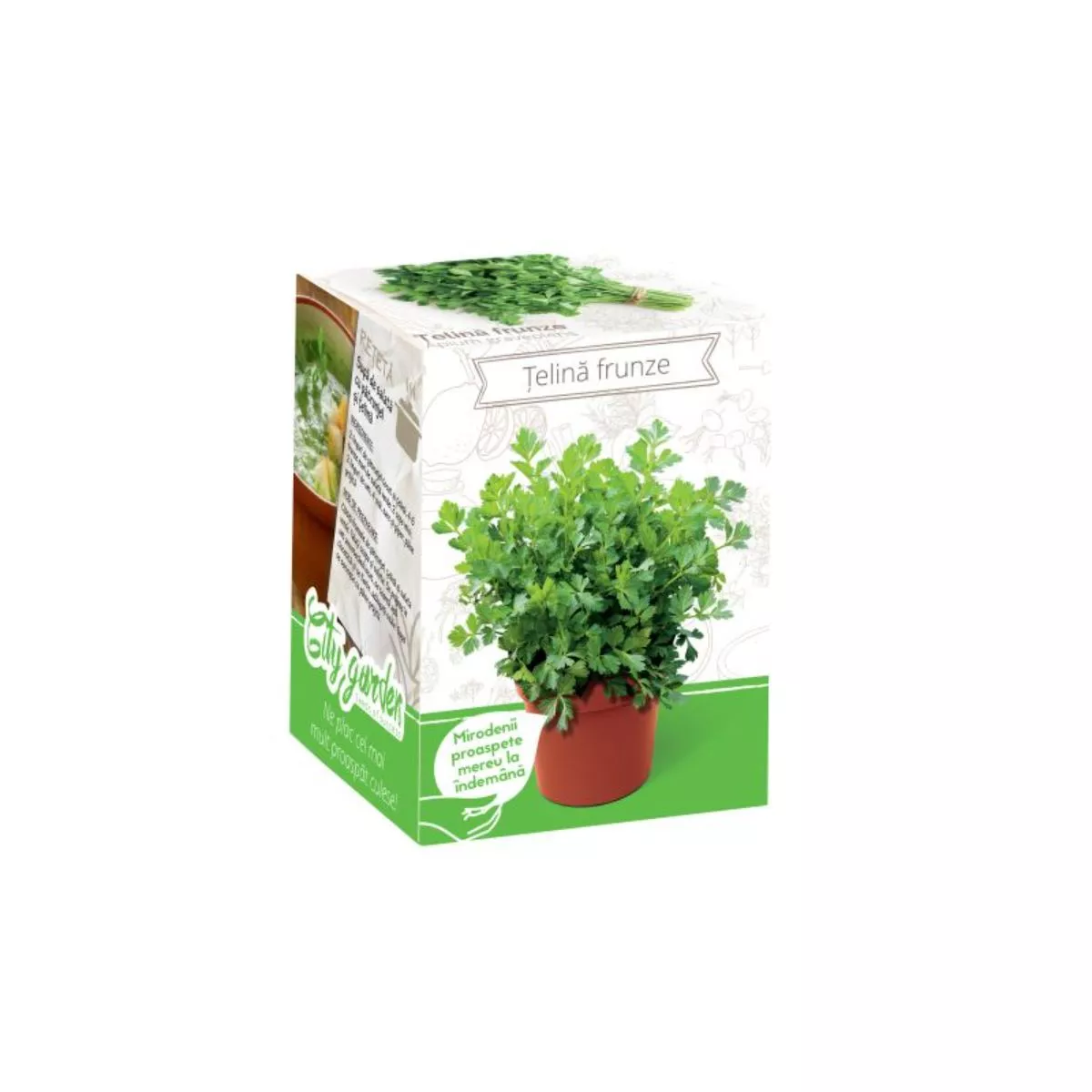 Kit Plante Aromatice Telina frunze 1