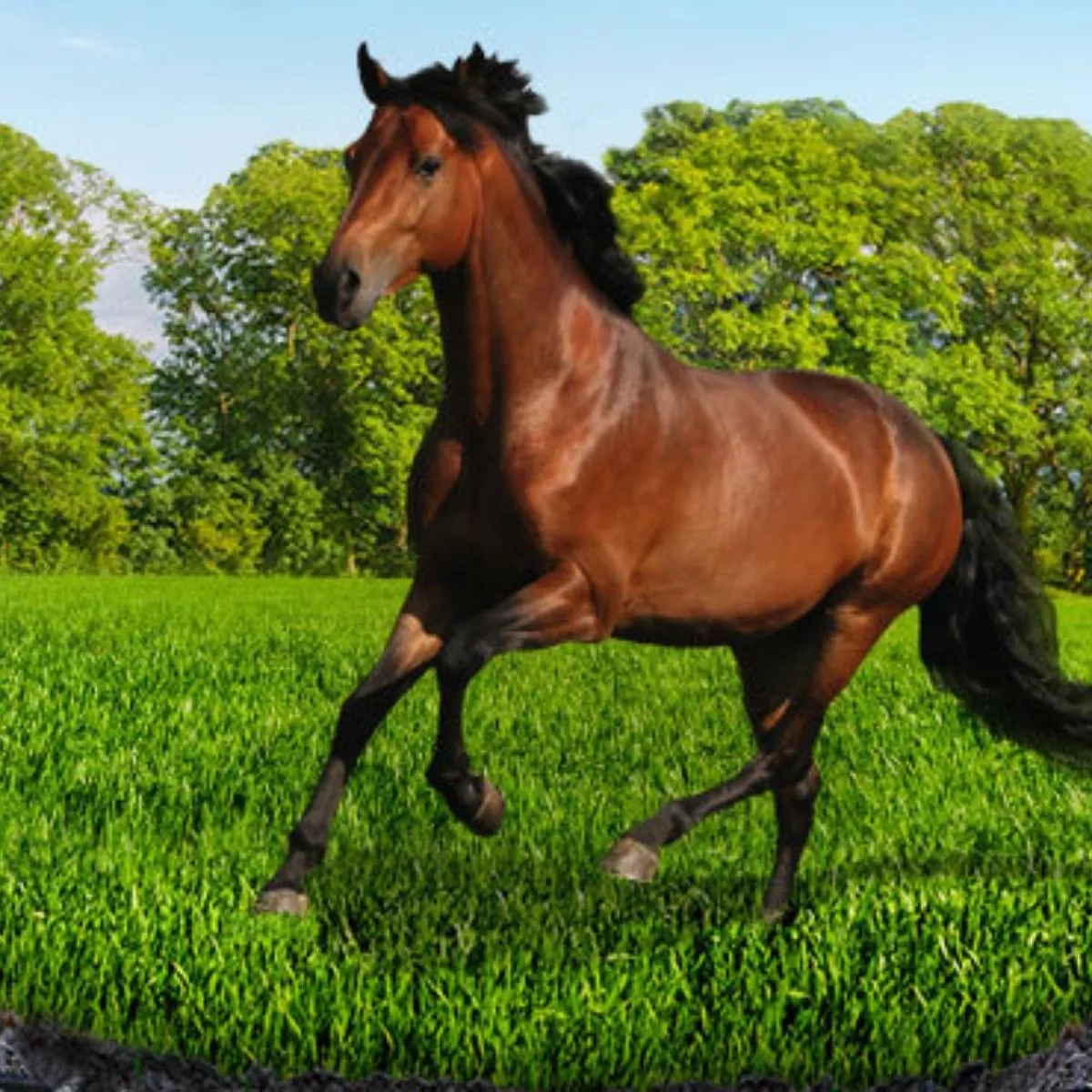 Seminte Amestec Furajer BARENBRUG HorseMaster Grazing 15 kg , Poa pratensis, Festuca rubra rubra, Lolium perenne, Timoftica 4