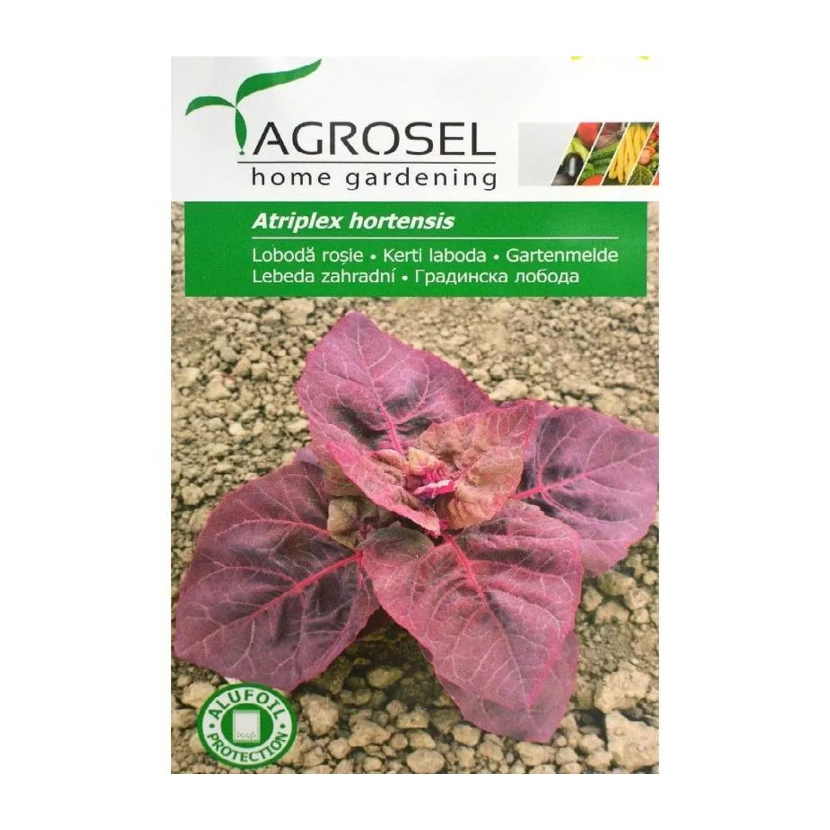Seminte de loboda rosie, 0,5 grame, AGROSEL 1