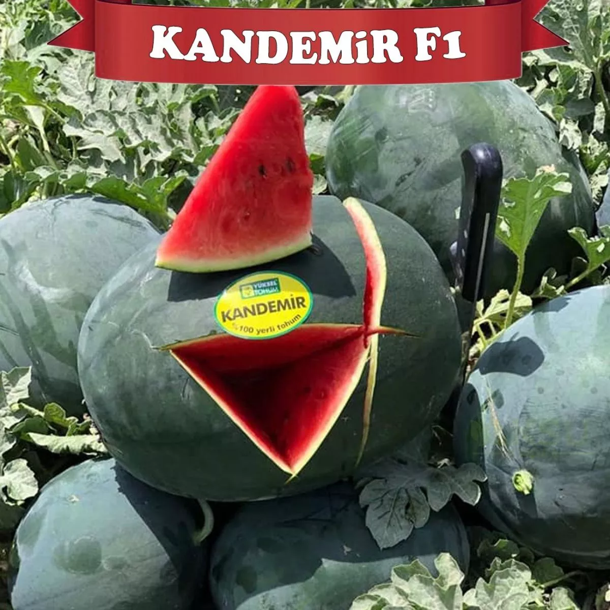Seminte de pepene verde KANDEMIR F1, 1000 seminte, YUKSEL 1