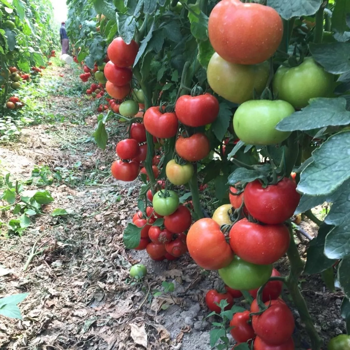 Seminte de tomate ANTALYA RN F1, 1000 seminte, YUKSEL 2