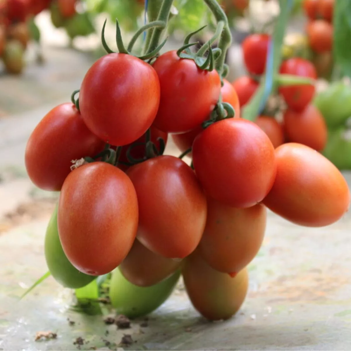 Seminte de tomate Bacalar F1, 500 seminte SYNGENTA 1