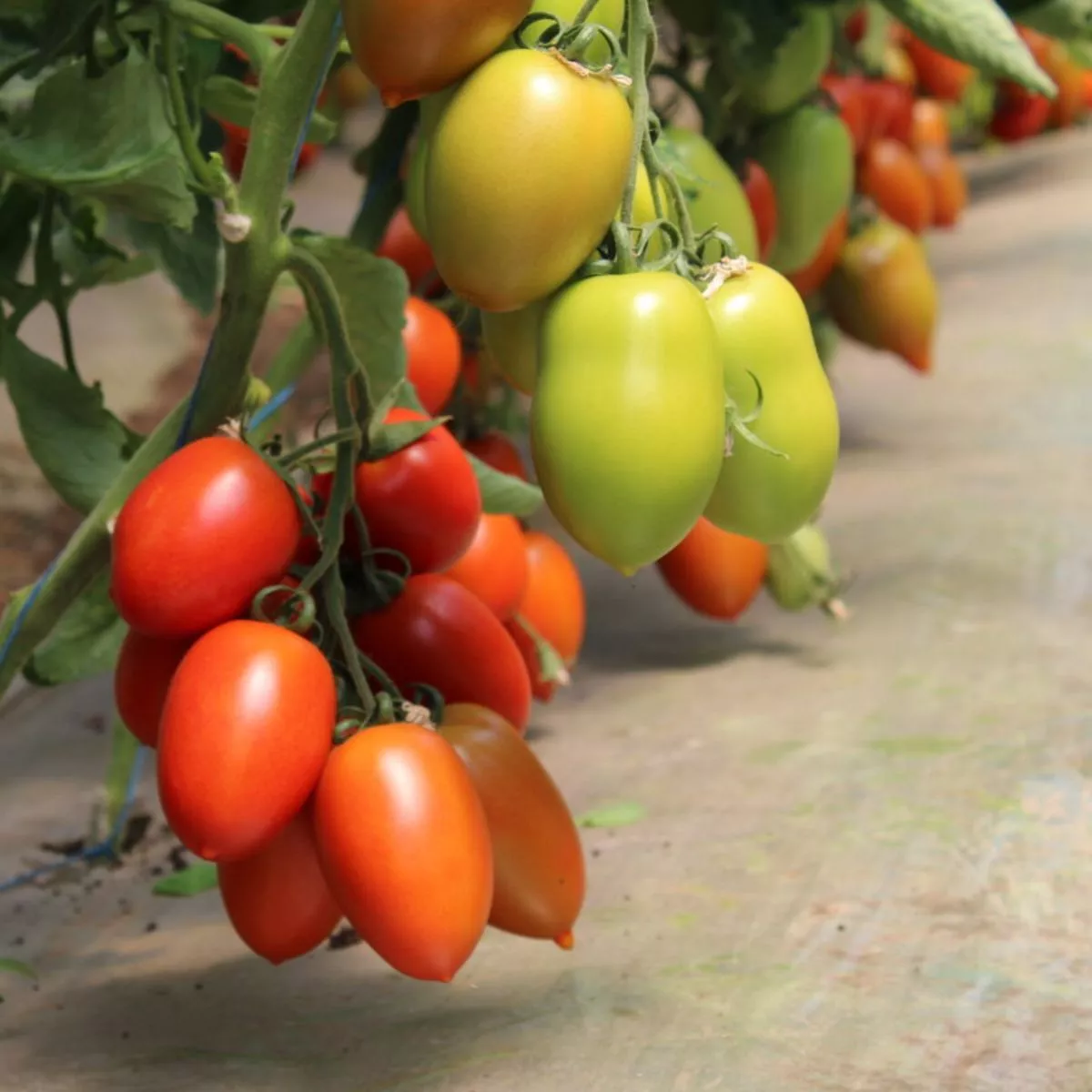 Seminte de tomate Bacalar F1, 500 seminte SYNGENTA 2