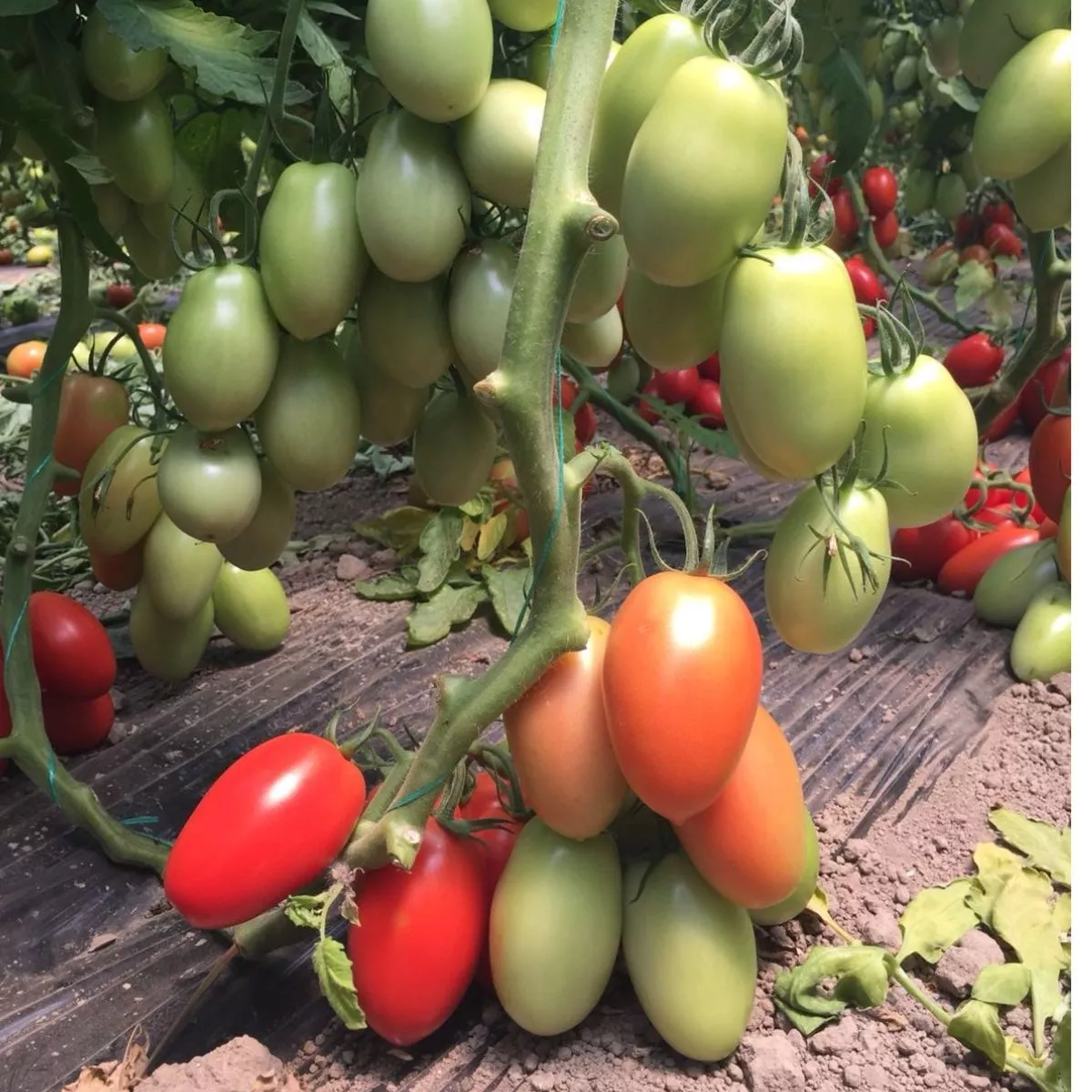 Seminte de tomate Bacalar F1, 500 seminte SYNGENTA 3