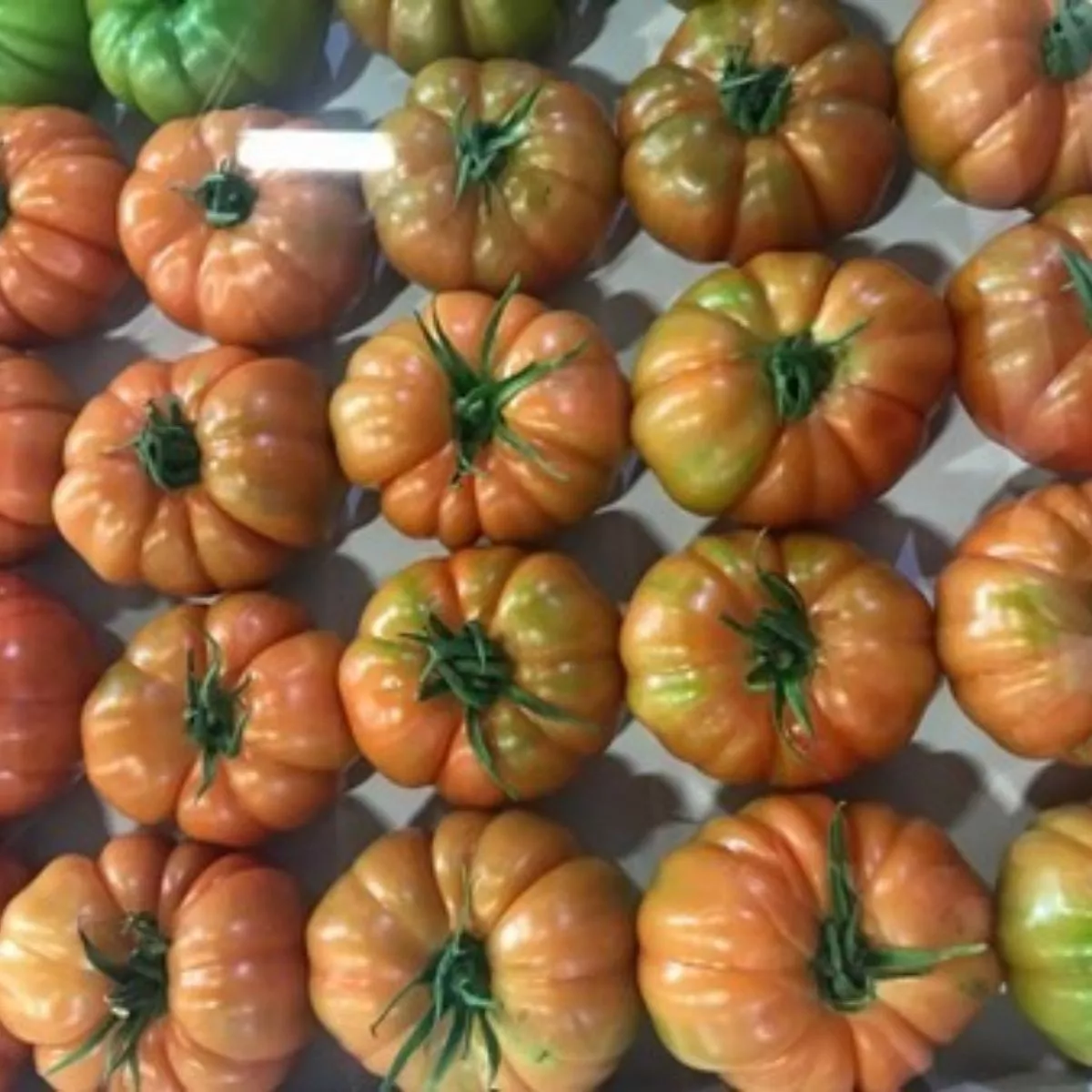 Seminte de tomate BOCAMEGRA F1, 100 seminte, YUKSEL 2