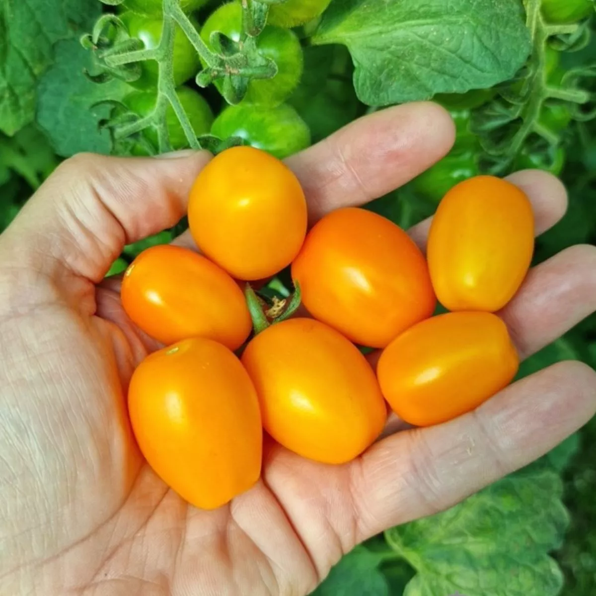 Seminte de tomate CHICK F1, 100 seminte, YUKSEL 1