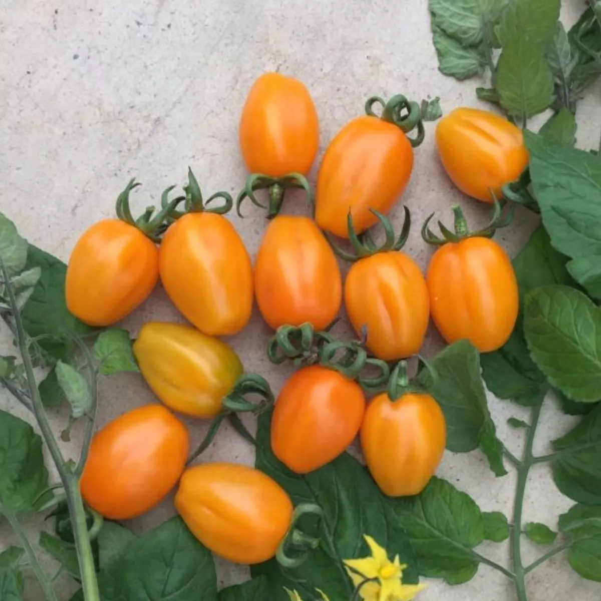 Seminte de tomate CHICK F1, 100 seminte, YUKSEL 2