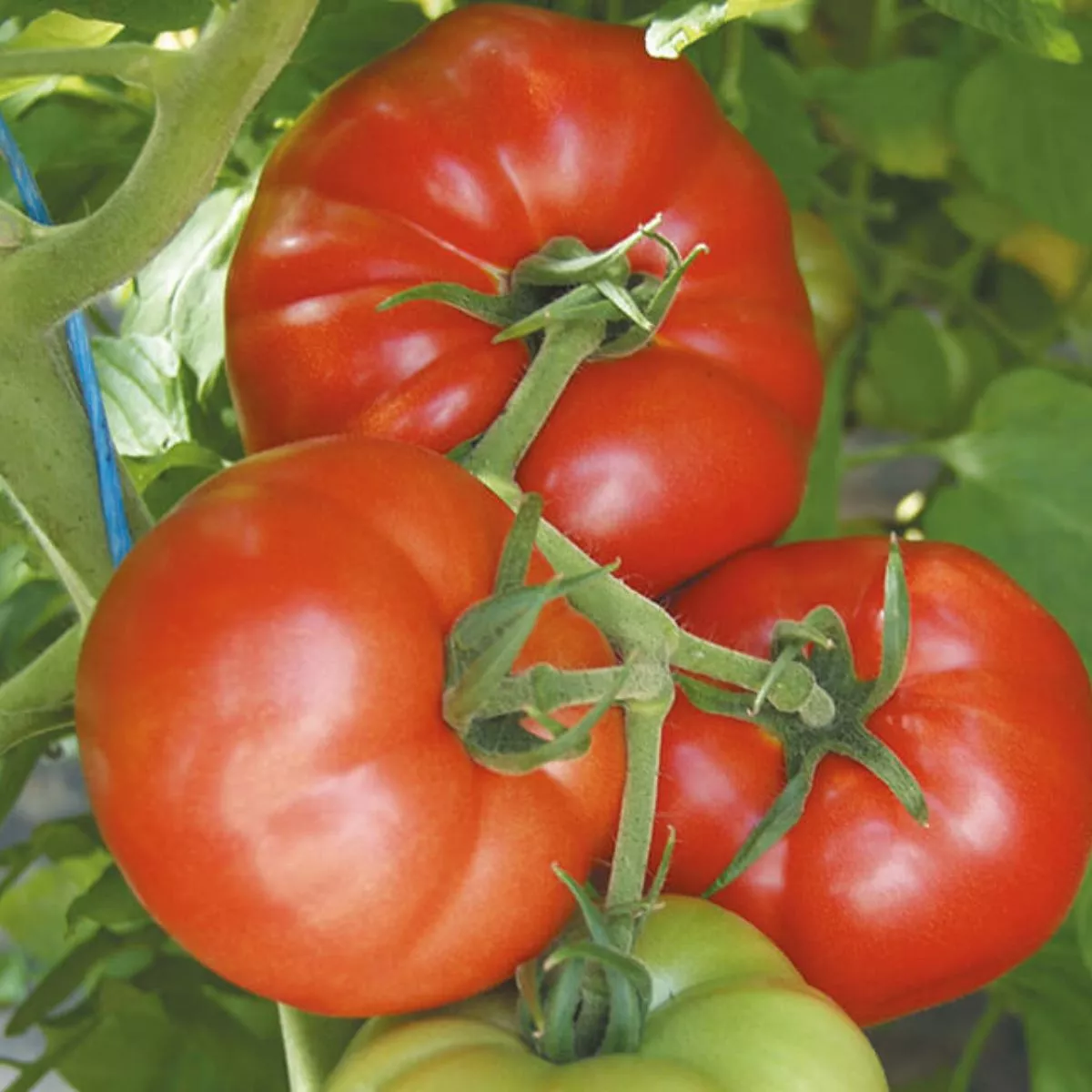 Seminte de tomate Country Taste F1, 250 seminte NUNHEMS 1