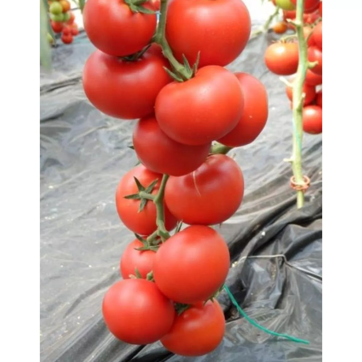 Seminte de tomate Klass F1, 100 seminte 1