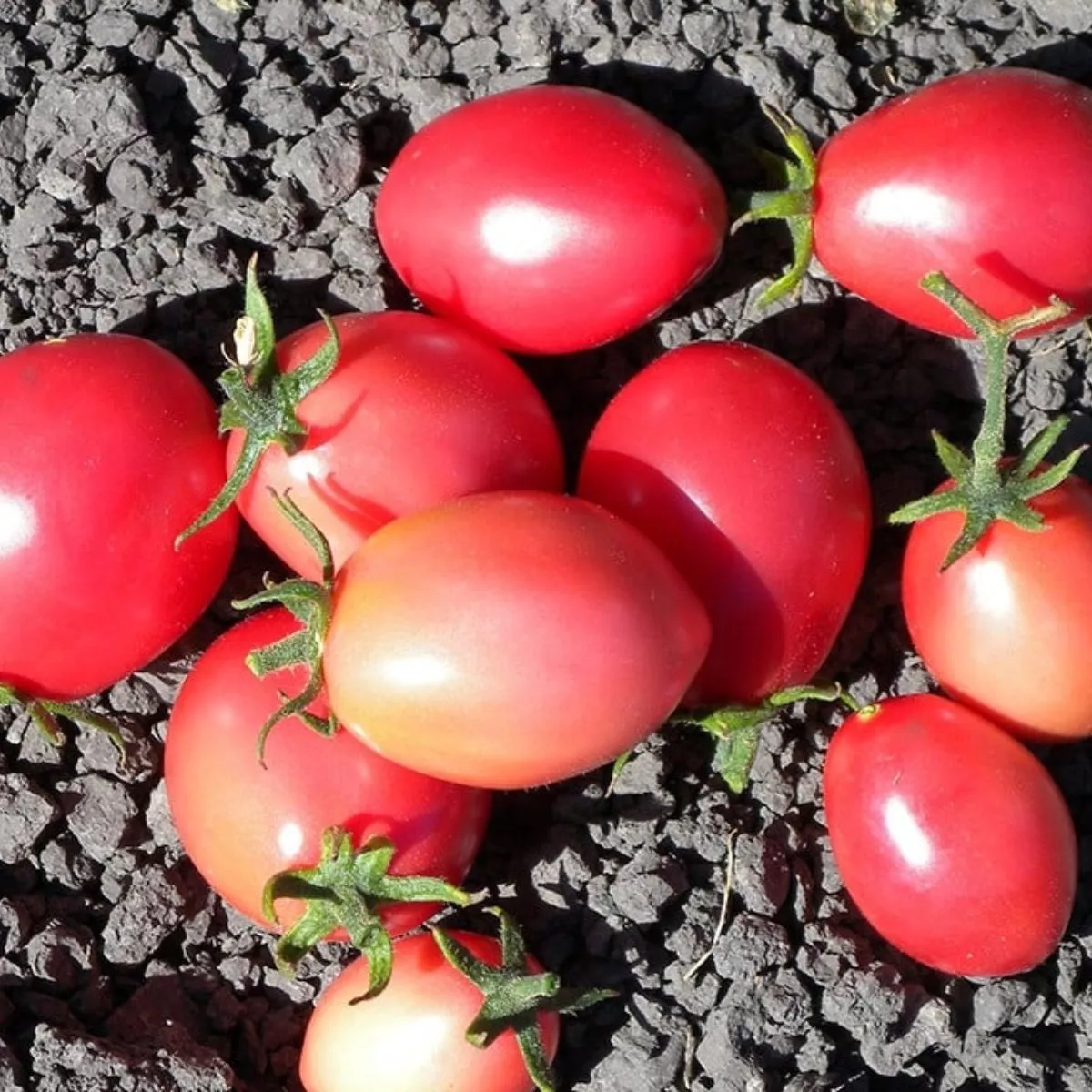 Seminte de tomate Damsko Sarce (inima de doamna), 0,2 grame OPAL 2