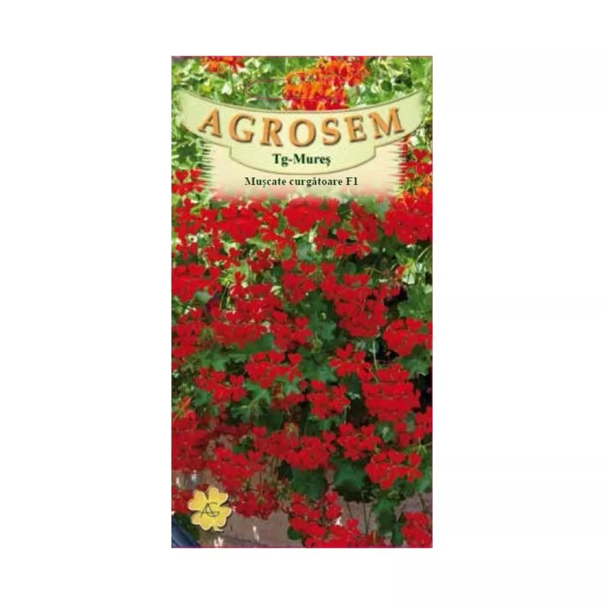 Seminte Flori Muşcate  curgătoare roşii F1  AGROSEM 3 sem 1