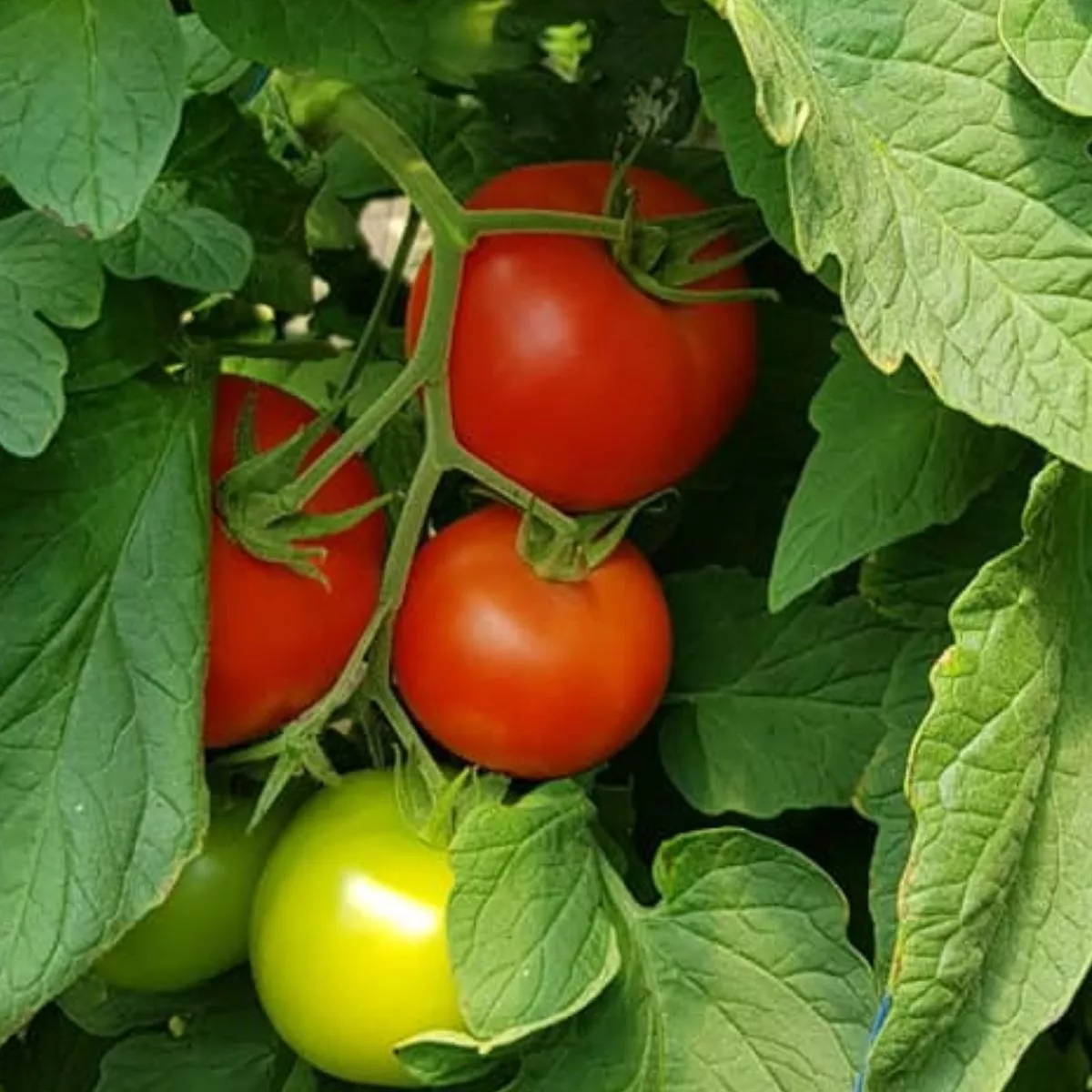 Seminte Tomate nedeterminate SANDOLINE F1 Syngenta 500 SEM 2