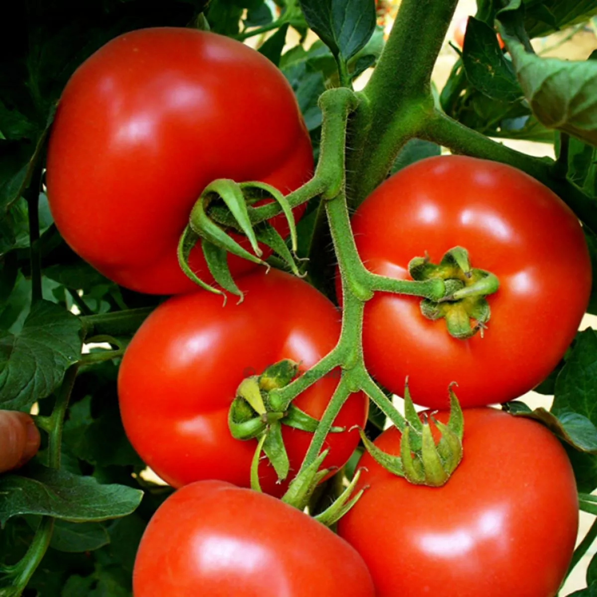 Seminte Tomate nedeterminate SANDOLINE F1 Syngenta 500 SEM 3